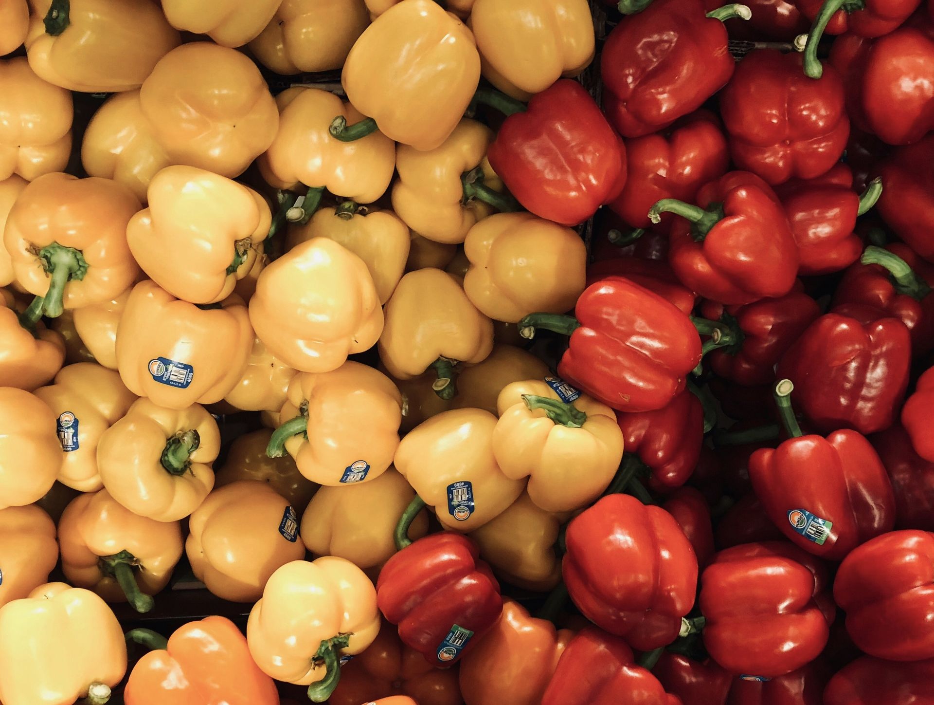 Dubai Schoolers Grow Vegetables for Student Lunches AX CAPITAL